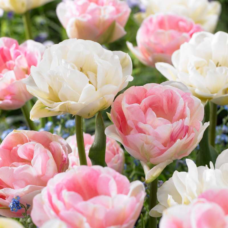 Tulipanblanding 'Camilla'